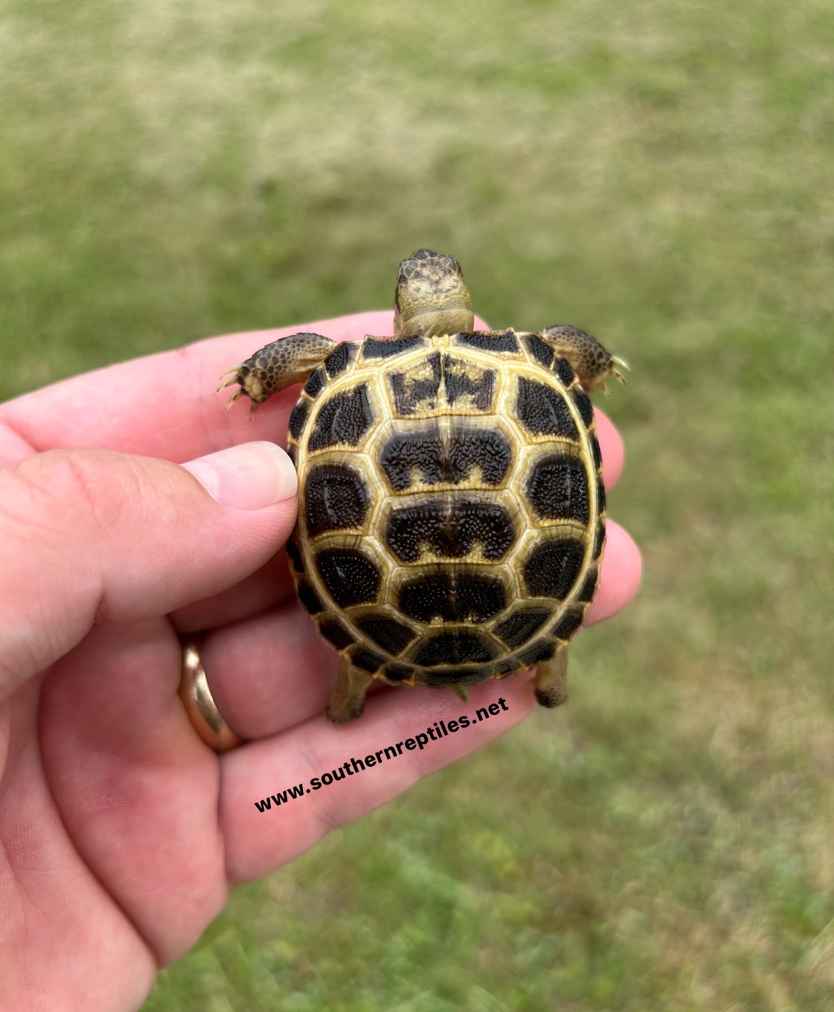 Russian tortoise deals harga